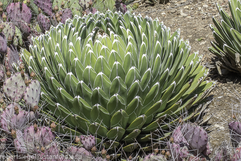 arizona garden